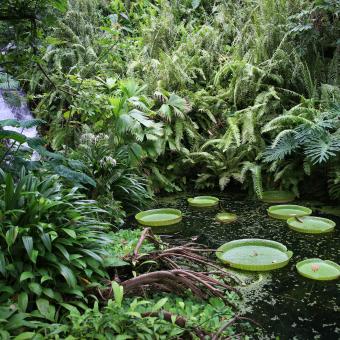 Waterfall and pond in Rainforest Biome at Eden Project
